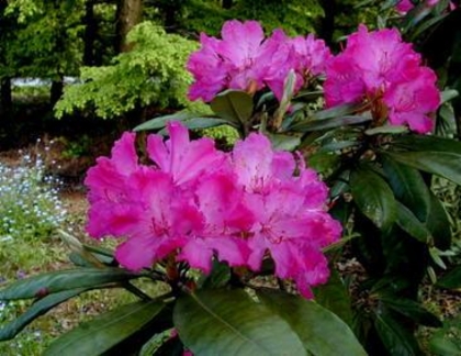 Rhododendron_nukka-alppiruusu_Hellikki_1.jpeg&width=280&height=500