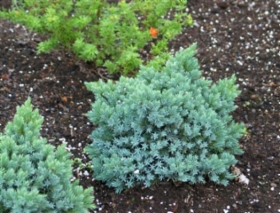 juniperus_blue_star_iso.jpg&width=280&height=500
