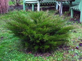 juniperus_mint_julep_iso.jpg&width=280&height=500