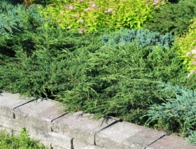 juniperus_repanda_iso.jpg&width=280&height=500