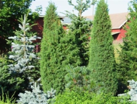juniperus_suecica_iso.jpg&width=280&height=500