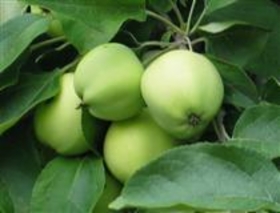 omenapuu_valkeakuulas.jpg&width=280&height=500