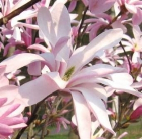 magnolia_leonard_messel.jpg&width=280&height=500