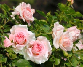rosa-lambert-closse&width=280&height=500